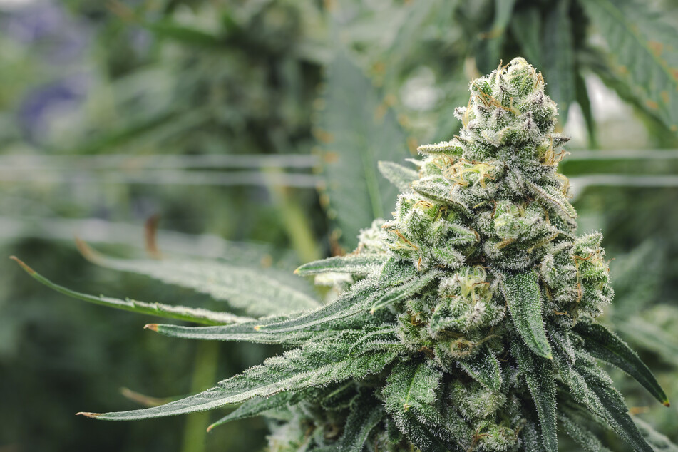 Cannabis is the third most widely used drug globally after alcohol and nicotine (stock image).