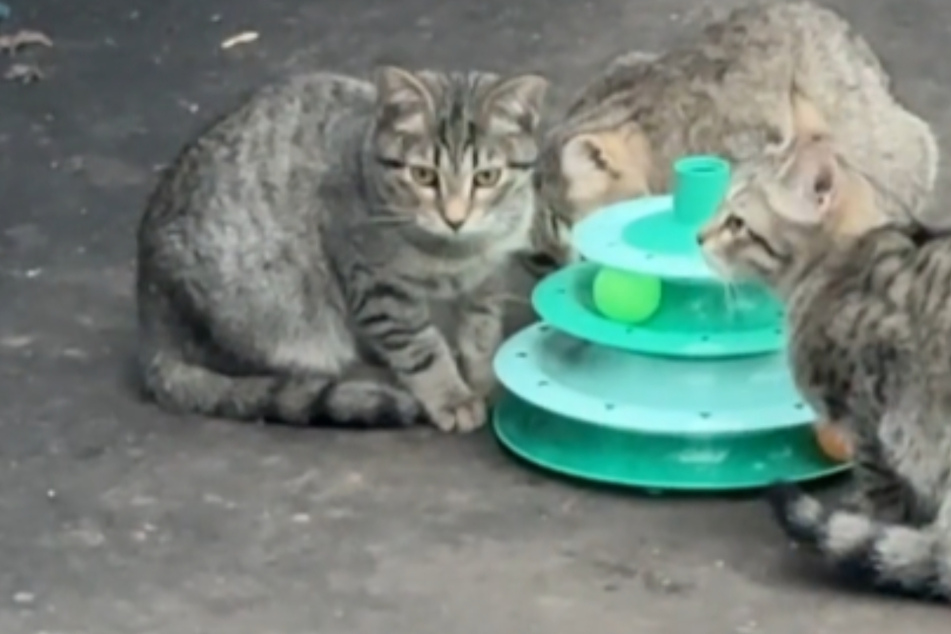 Stray kittens have the time of their lives with first toy in adorable video!