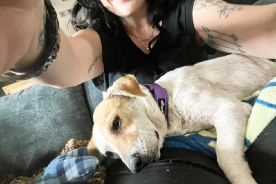 Desi Lu has already formed a close bond with her rescuer, Gina.
