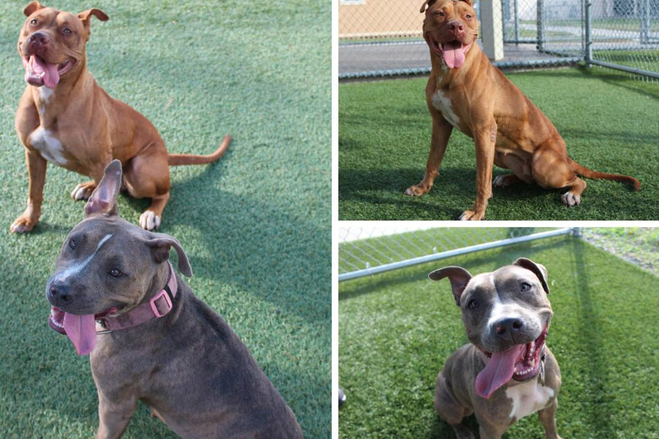 Police officer finds two injured pit bulls on the road and doesn't leave their side