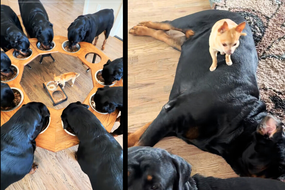 As the oldest dog, Benji fits into the group as a matter of course despite the huge difference in size.