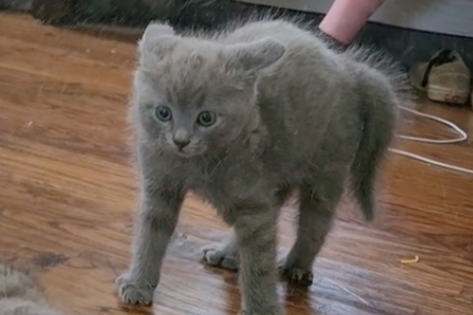 Cat discovers reflection for the first time in hilarious TikTok!