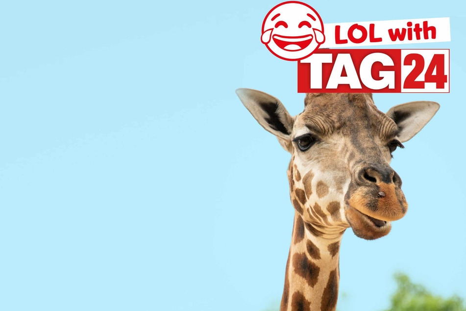 Joke of the Day for February 9, 2026: Animal antics to kick off your week