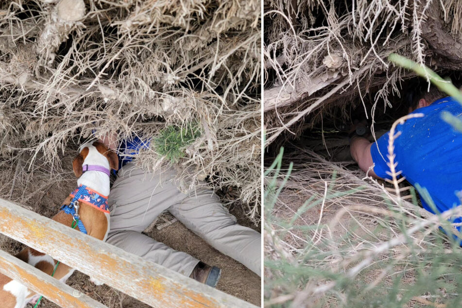 Rescuers did everything they could to get to the puppies. Unfortunately, they only snagged one.