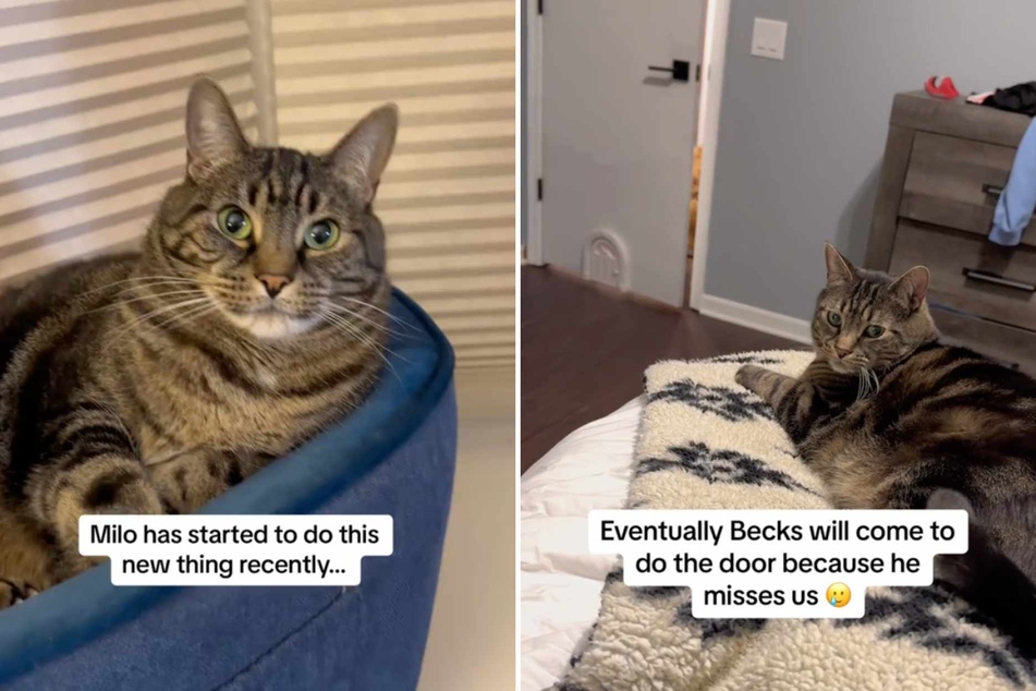 "Always scheming" cat locks dog brother out to get all the attention for himself!