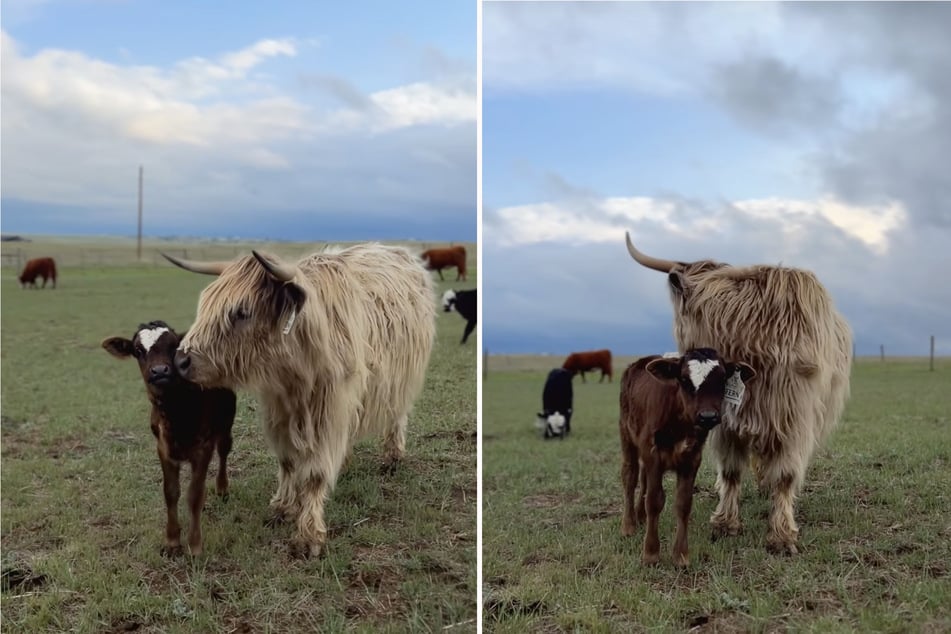 Fern the calf has found a new home on a lovely farm.