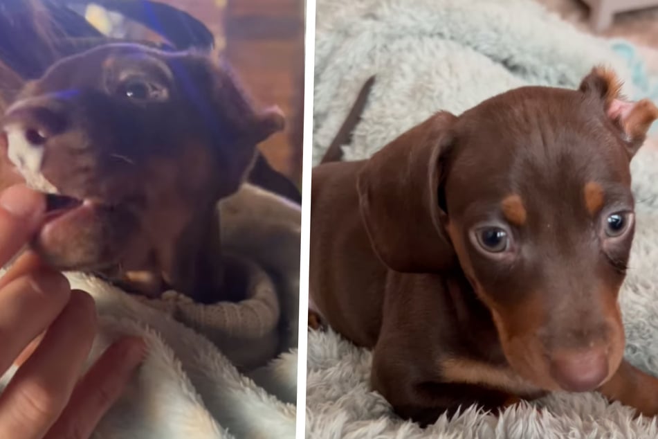 Puppy overlooked because of his bitten-off ear before a miracle happens!