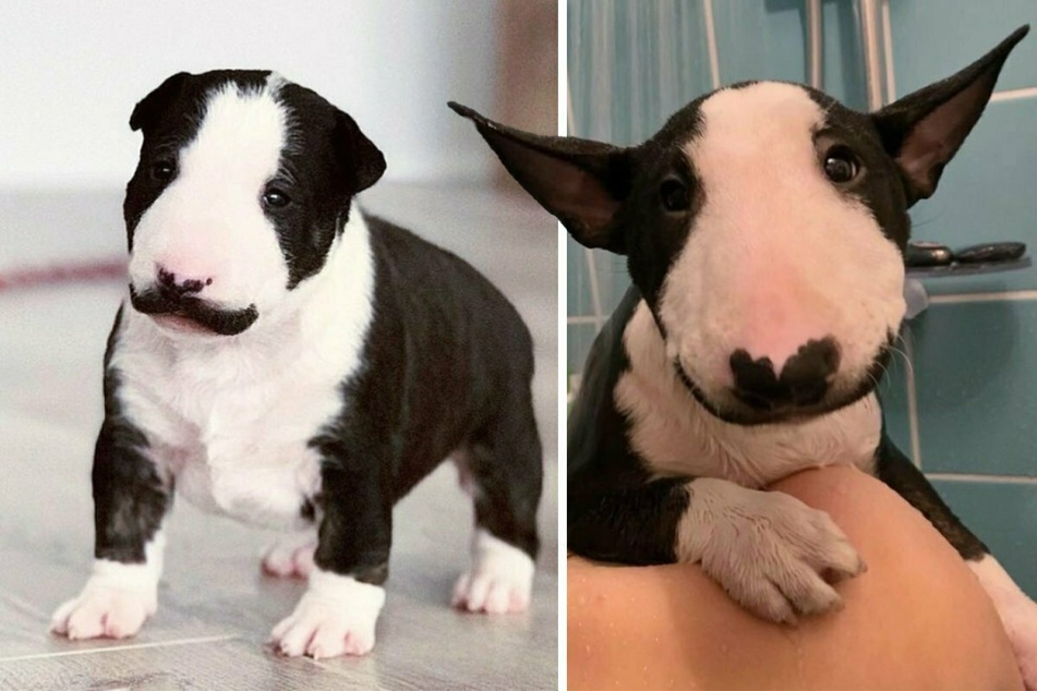 Stylish dog steals hearts with fan-tache-tic facial hair!