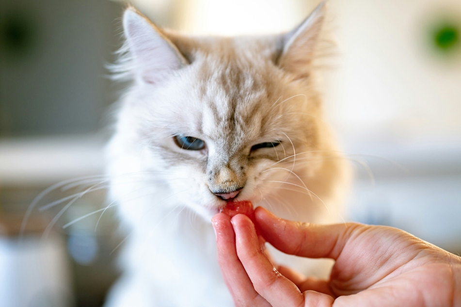 The easiest way to give your cat a pill to eat is to pair it with food.