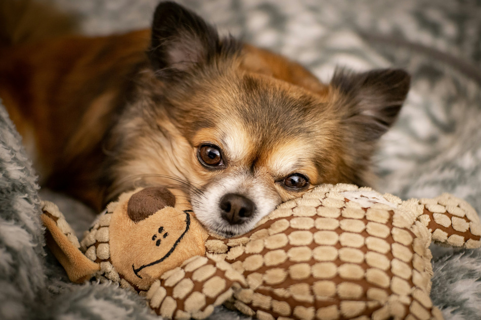 It's true that chihuahuas can be lazy.