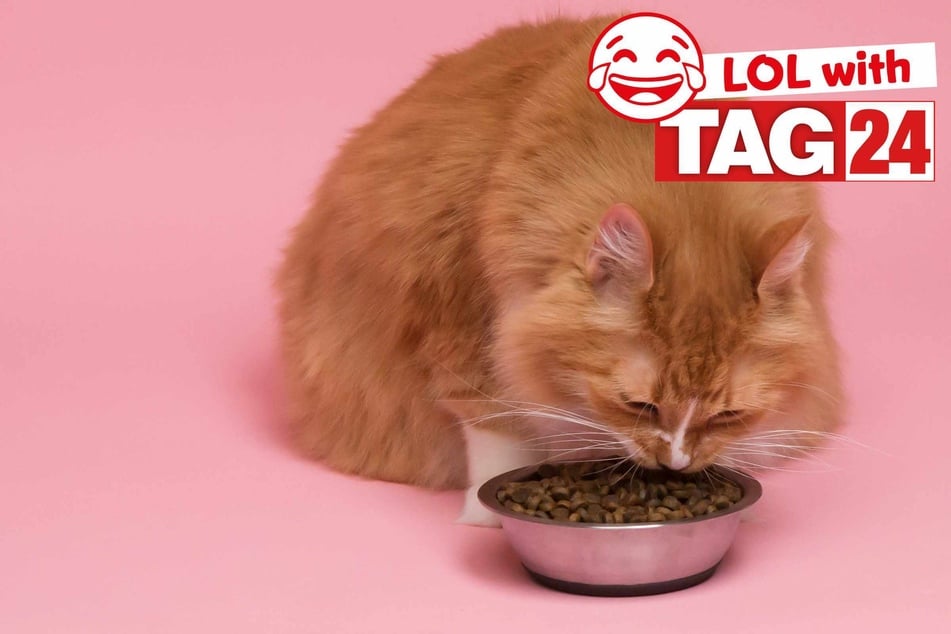Joke of the Day for May 16, 2026: A cat-astic funny for Caturday