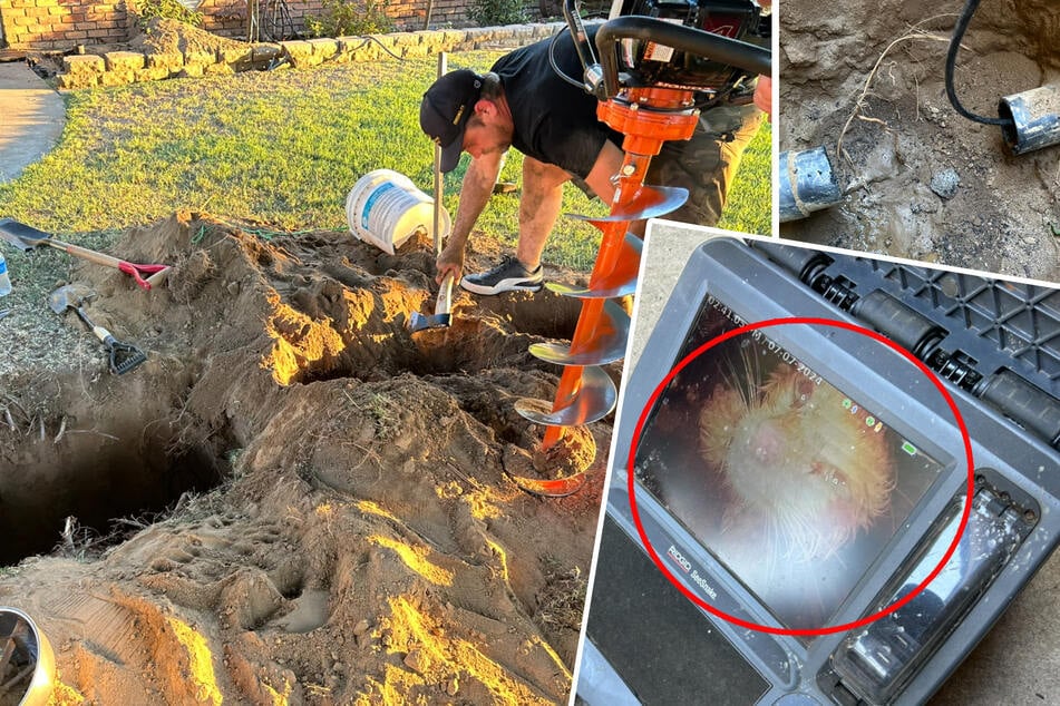 Kitten about to be flushed into a sewage treatment plant, but rescuers won't give up!