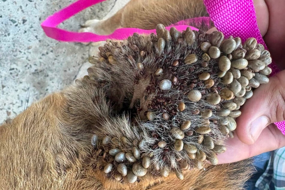 Suzette Hall shows the inside of the poor dog's ear covered with ticks.