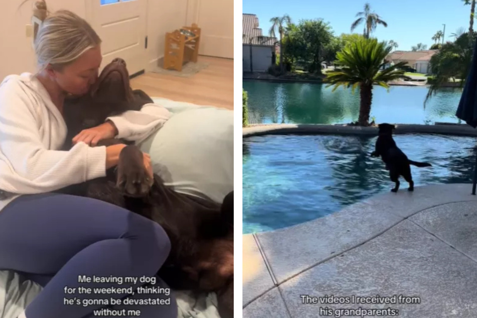 Dog mom thinks her pet is sad because she's going away on vacation – but then she gets this video!
