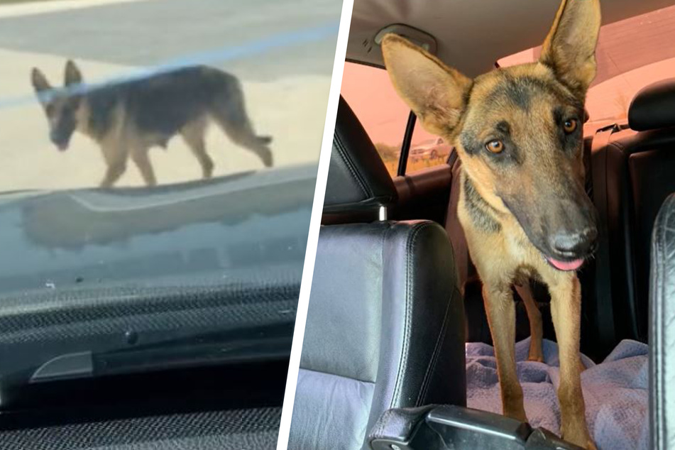Dog leads rescuer on an emotional hunt for her missing puppies