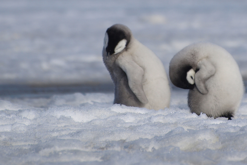 Emperor penguins have been officially declared an endangered species by International Union for Conservation of Nature.