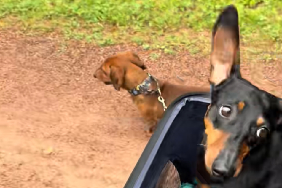 Although the dog can no longer move completely, he has not given up his optimistic attitude.