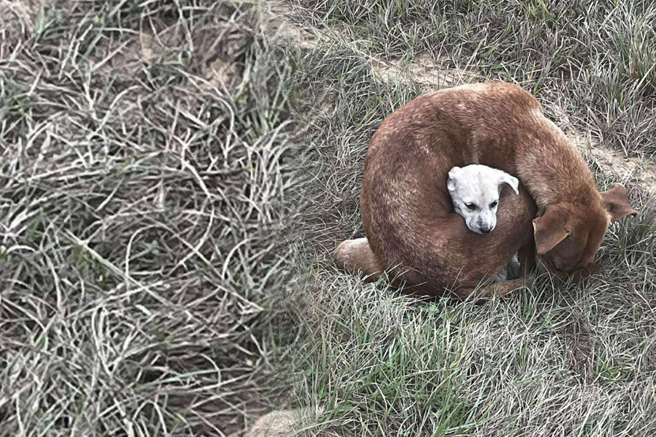 Starving dog mother wraps tightly around her puppy in freezing cold – is it too late?