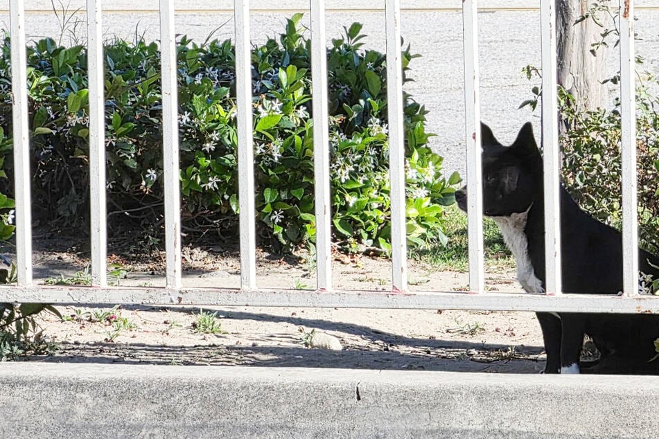 Small dog is too scared to let anyone near her – until one rescuer changes everything