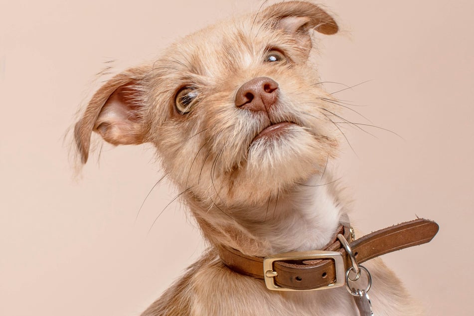 For the most part, a dog's head tilt is completely innocuous and not something to worry about.