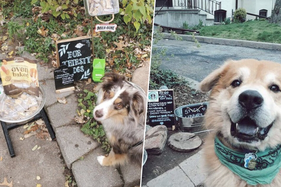 StarPups Coffee: Woman opens dog café for her thirsty neighbors