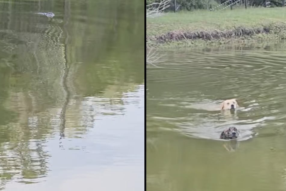 Pet owner lets dogs splash around in lake – until wild animal sighting makes them panic
