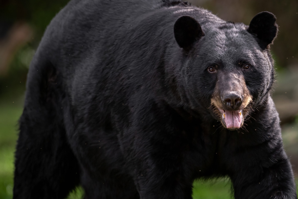 Florida lawmaker wants to make it easier to kill black bears "that are on crack"