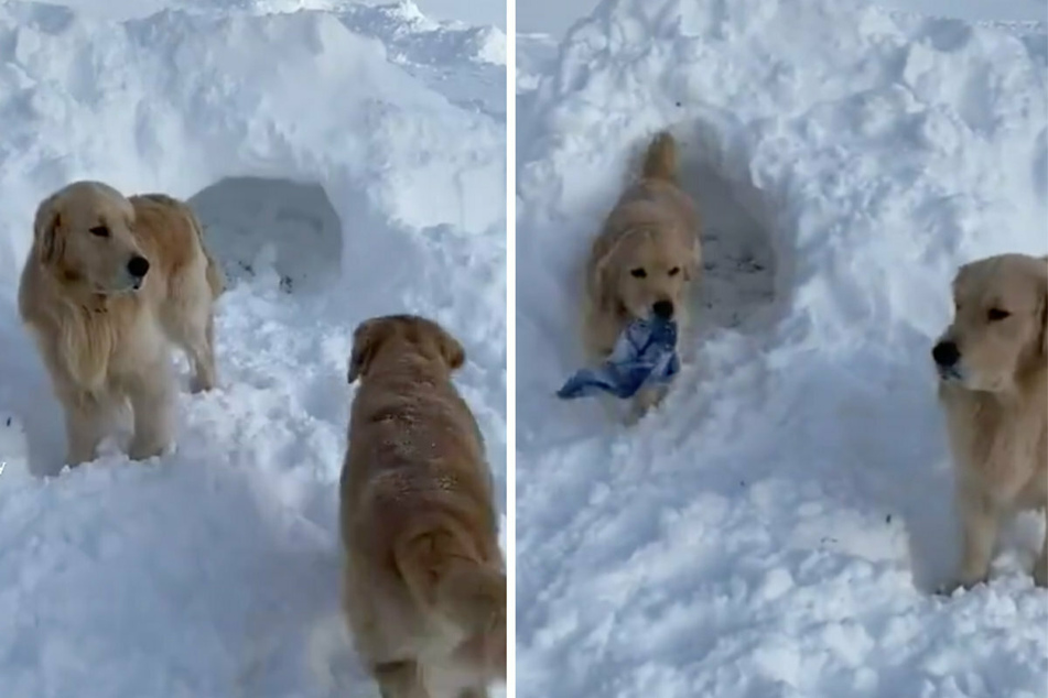 Dog owners can't believe what their golden retriever finds in the snow!