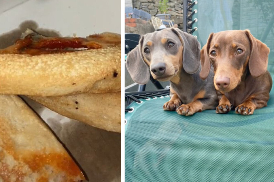 "Greedy dog" just can't stay away from the pizza in hilarious TikTok