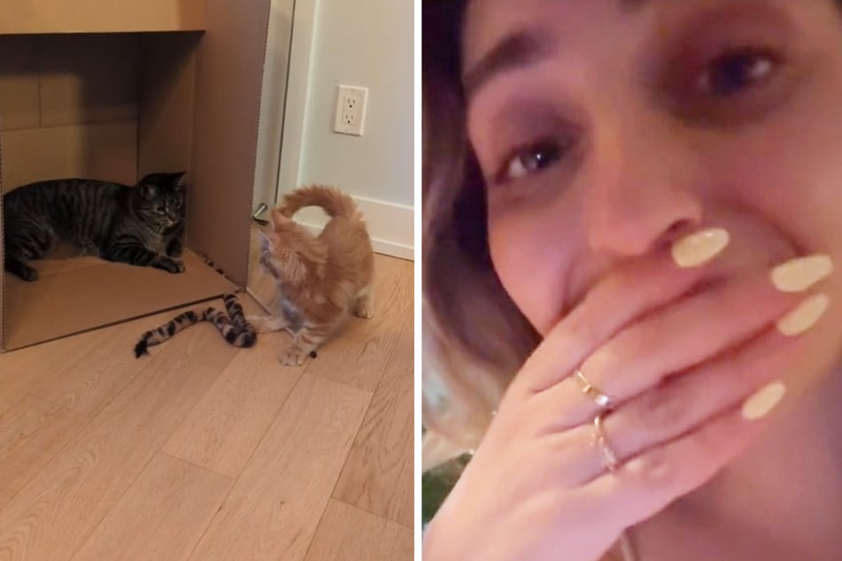 Kassandra Di Cosola was surprised to find her two cats, Louie and Francois, staring straight into the pet camera she had installed.