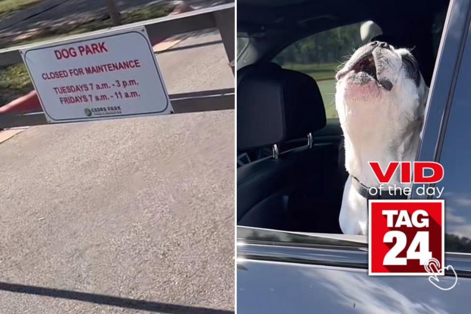 Viral Video of the Day for April 24, 2023: Doggy throws epic tantrum