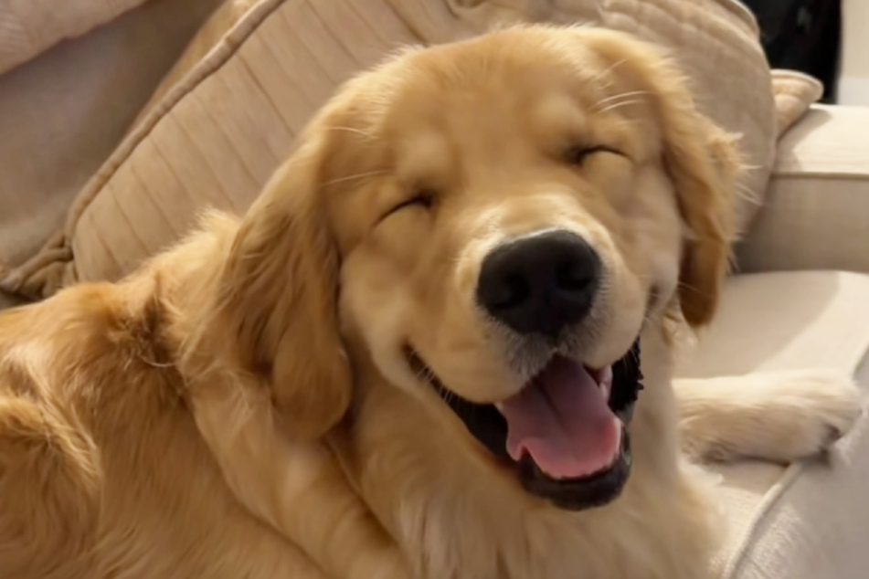 Golden retriever Mac doesn't want to sleep – he wants to be part of the action, even though his eyes are closed!