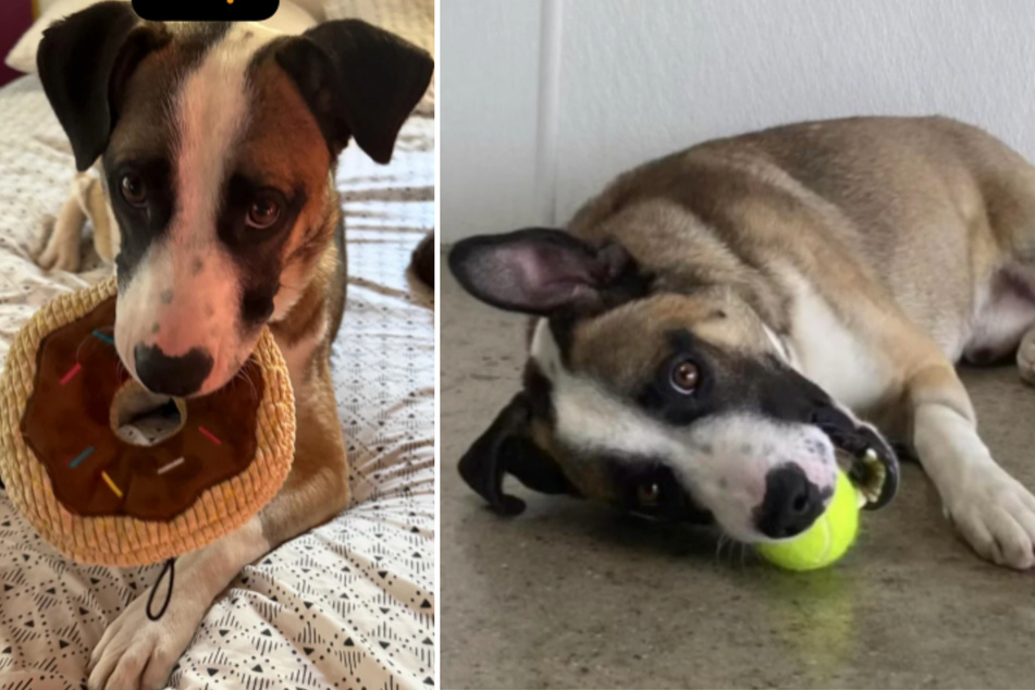 Puppy thrown out of moving truck in heartbreaking act of cruelty