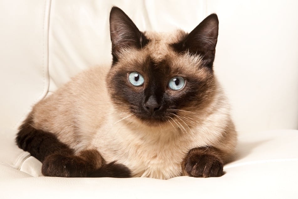 Some of the smallest cats actually look like kittens even when they're fully grown!