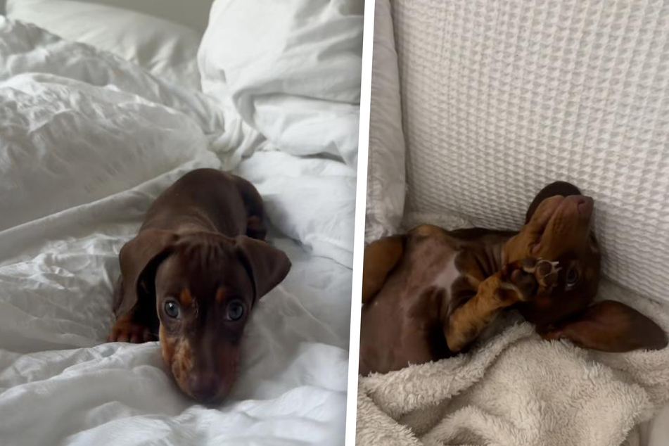 Little Winnie the dog delights users on TikTok.