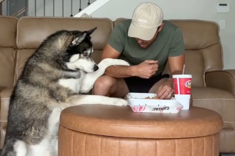 Husky Titan begged for mercy, but his owner remained steadfast.