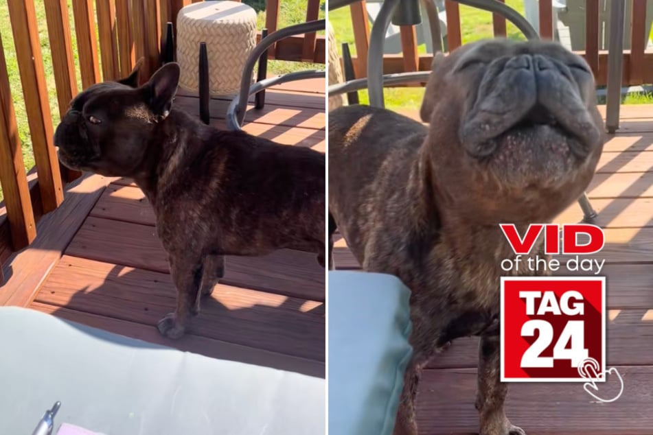 Viral Video of the Day for May 1, 2025: Hilarious dog mimics ambulance in viral TikTok clip!