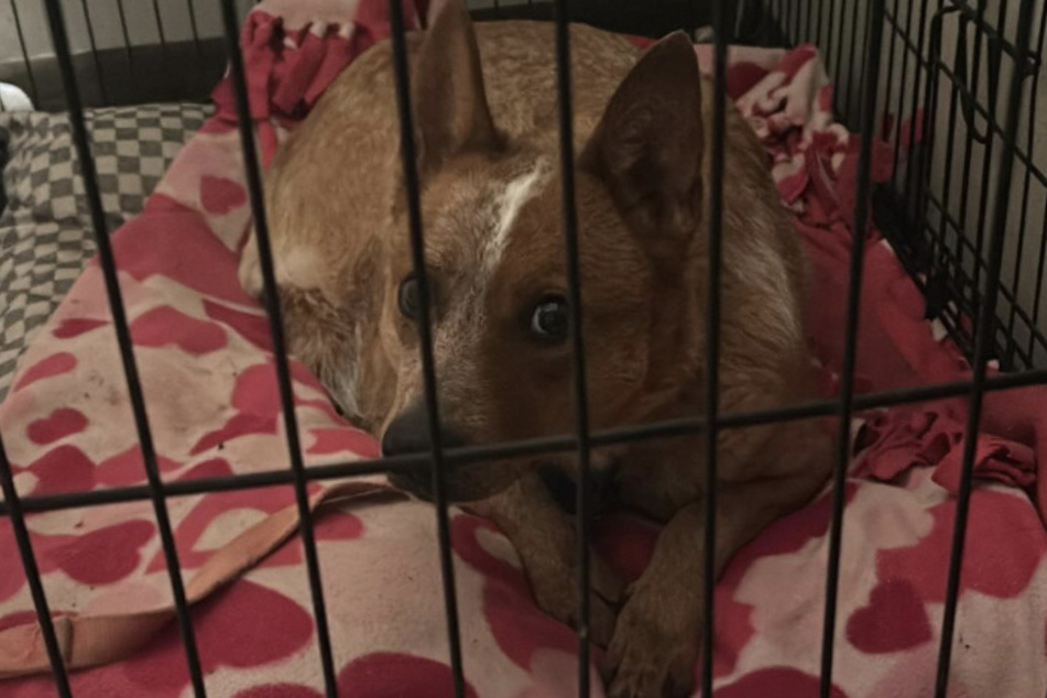 Emily and her family adopted Zero from a local animal shelter.