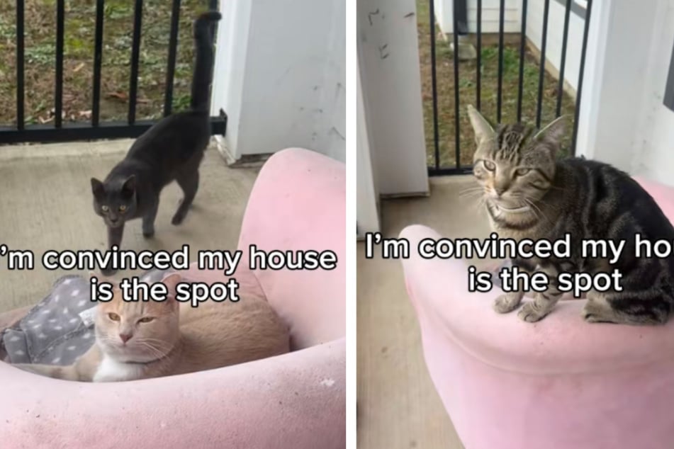 When she stepped onto her porch, Lexi suddenly found herself in the middle of a cat house party!