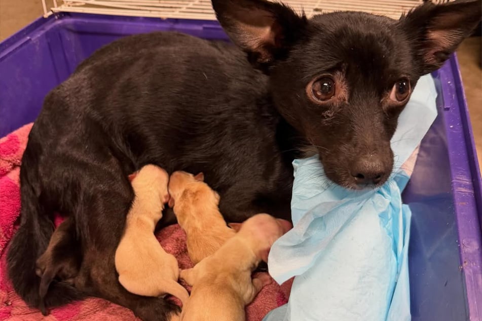 The Chihuahua and her puppies are safe for the time being.