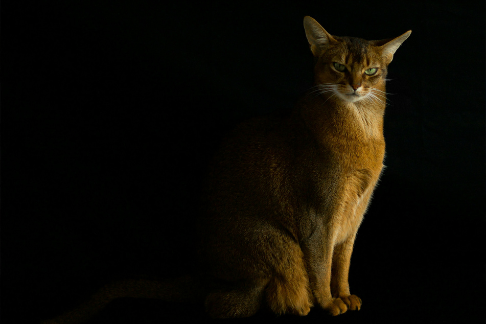 Abyssinian cat in profile: Personality, lifespan, and price