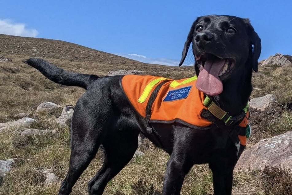 Sgiath the Black Labrador has been crowned "Animal of the Year" by the International Fund for Animal Welfare for her work supporting marine conservation. 