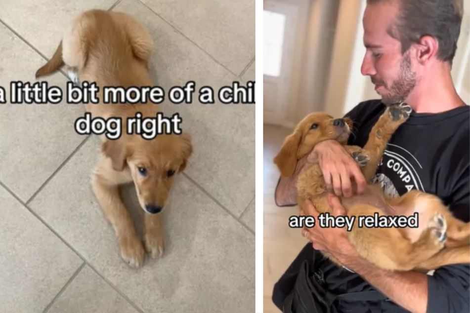 Dog trainer goes viral with temperament test for puppies