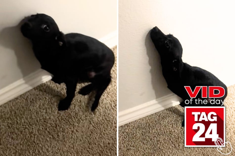 This guilty little pup had everyone barking with laughter after pooping on the couch, but it's her name that's stealing the show!