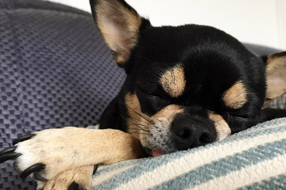 Corgi catnaps and doberman dreams: everything you need to know about a dog's sleep