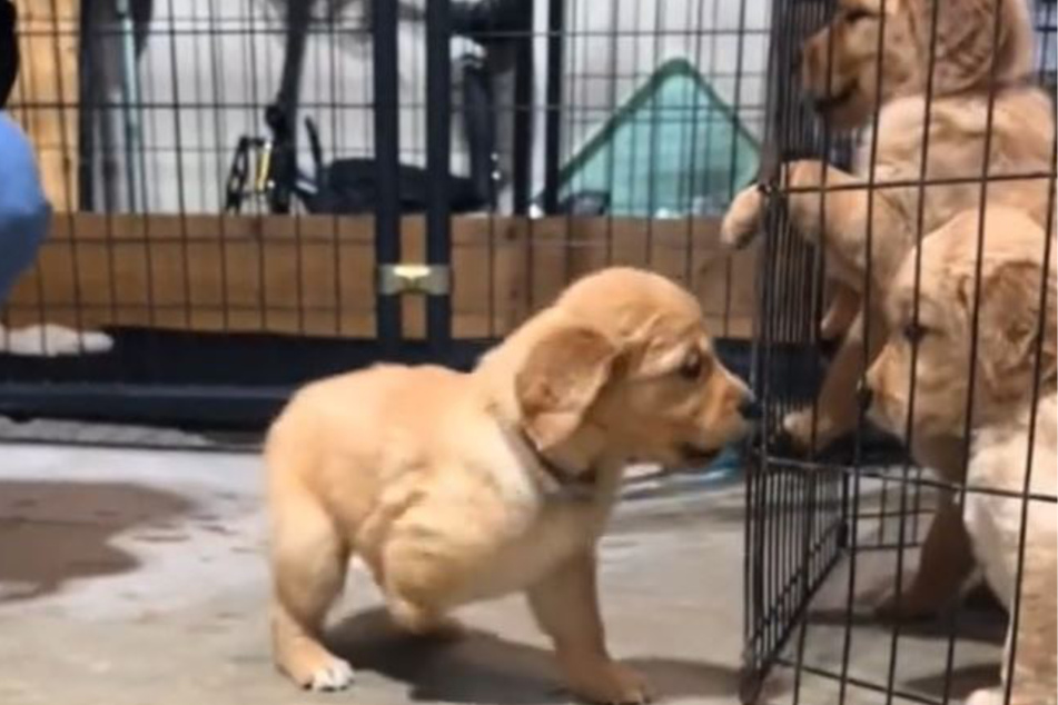 Cow the Golden Retriever dog was born without a right front paw, but the way that the puppy deals with it warms so many hearts on TikTok!