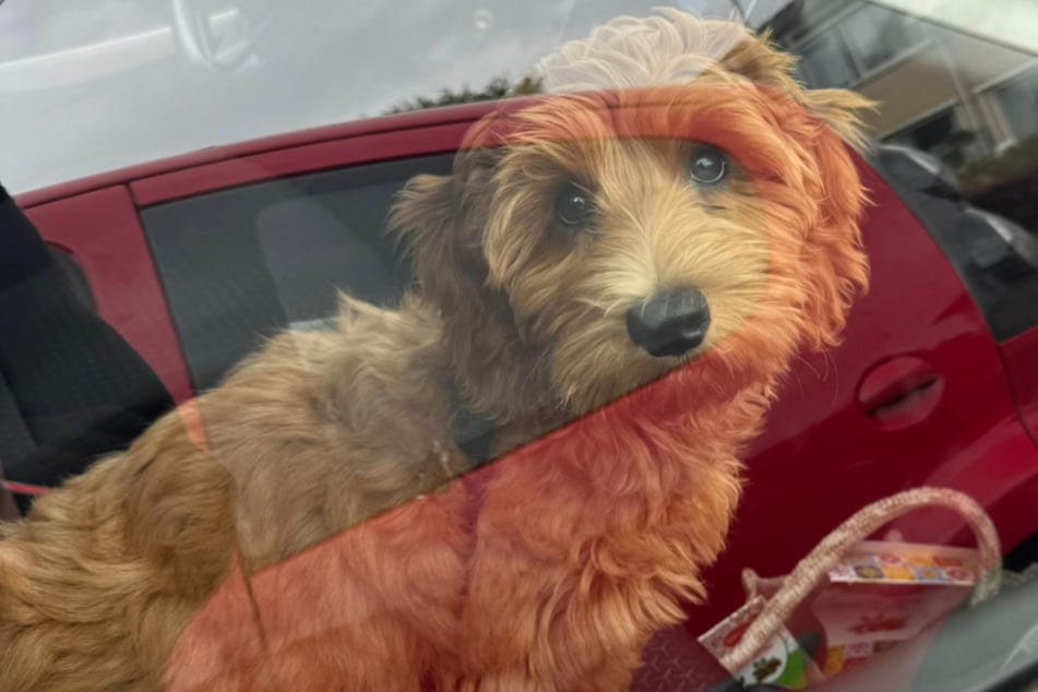 Juna looks sad as she goes to the parents of her owner Anouk (26).