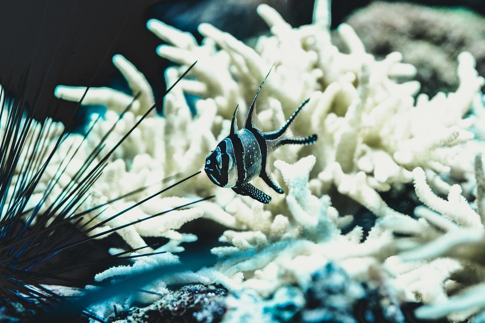 When hit by warmer waters, coral sheds its colorful algae and goes a bleached white color. If it doesn't recover quickly, it then dies.