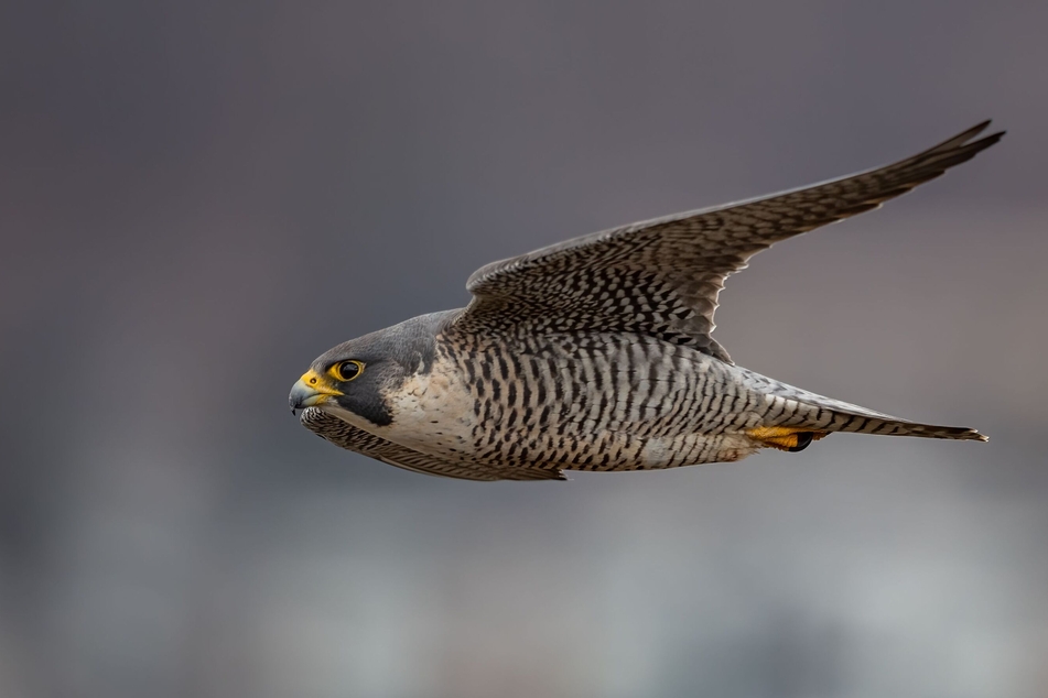 Did you know that you can track the fastest animal in the world via a webcam?