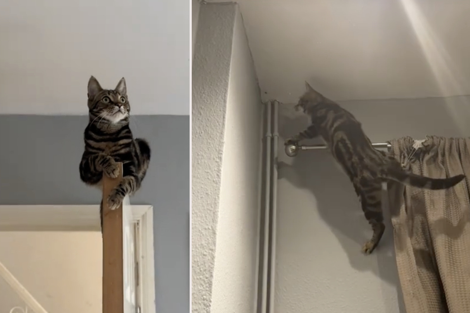 Milo the cat defies the laws of gravity in wild spider hunt footage!